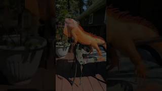 Incredible Animal Transformations From Cute To Powerful Beasts