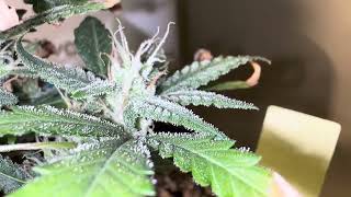 Lemonpie auto day 37 of flower 