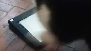 Cat playing computer games on tablet. The Fly, smart phone game from app store. screenshot 4