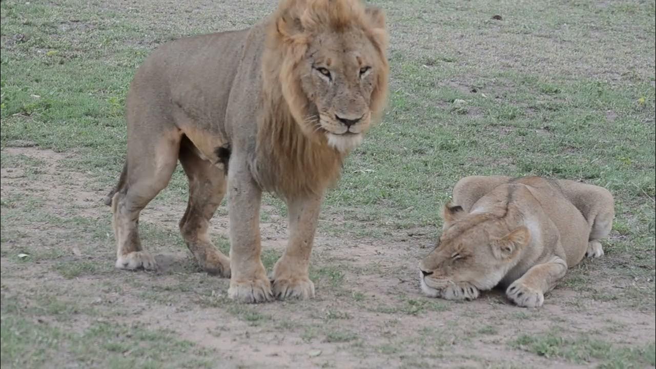 Lions Timbavati Mating whole pride YouTube