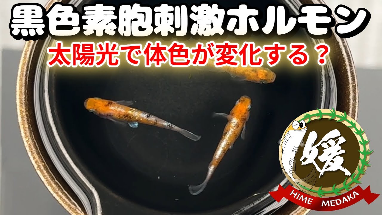 メダカは紫外線で黒くなる？脳下垂体のOpn5mが黒色素胞刺激ホルモン（MSH)を分泌【媛めだか】