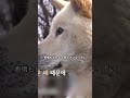 このオス犬は妊娠したのか？毎日40斤（約24キロ）もある大きなお腹を抱えて、必死に飼い主を探し回っている。#ペット #shorts