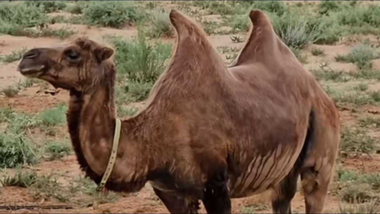 A Camel Trapped in Barbed Wire Was Bleeding—Two Strangers Stopped to ...