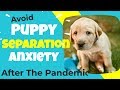 Puppy Separation Anxiety - Prepare For Your Return To Work After The Pandemic