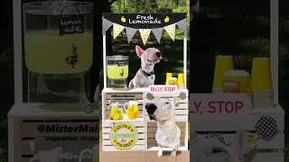 Fresh lemonade #dogs #meme #funny #pets #dogsofyoutube #shorts