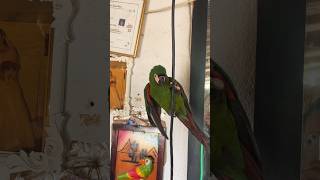 Colombo the Climbing Parrot of Tatacoa Desert 🦜🌵