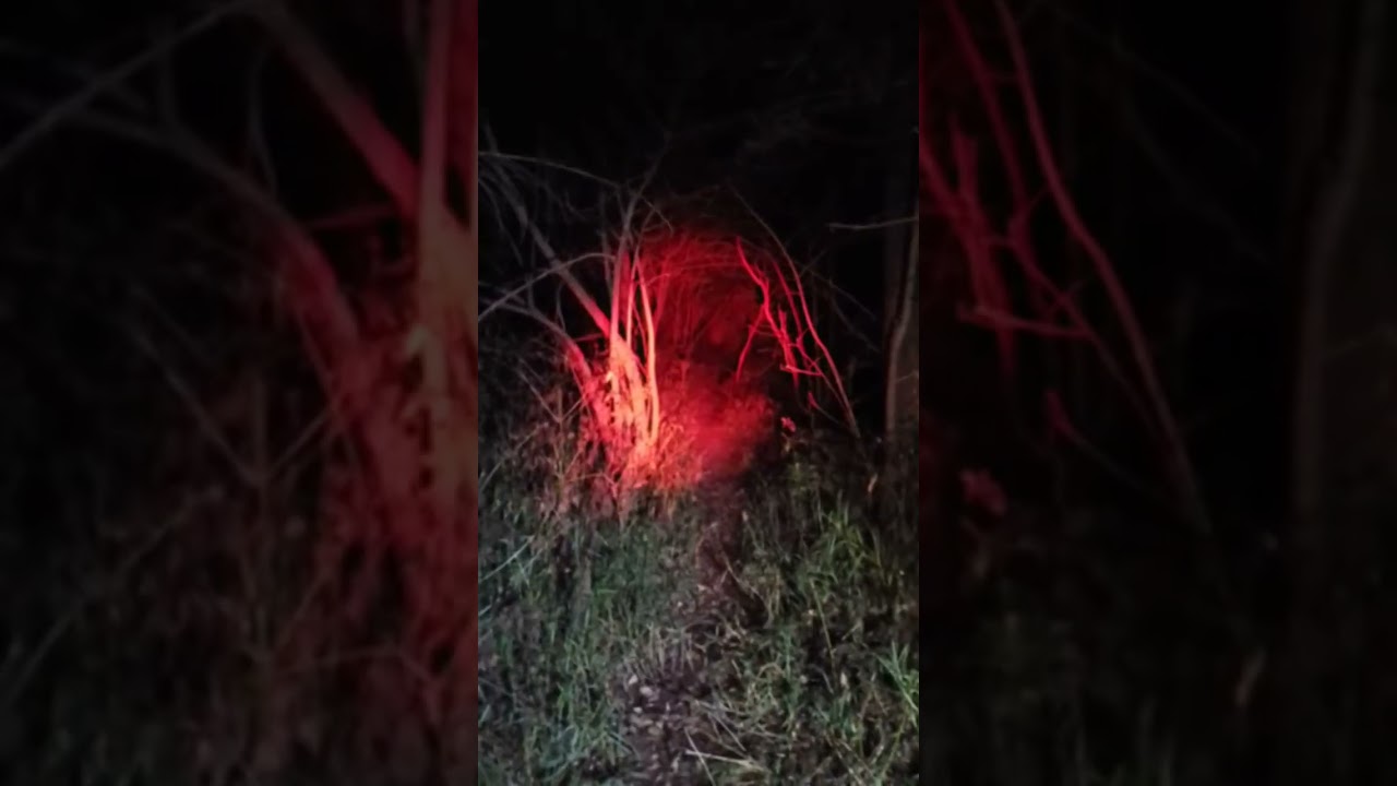 Momento destacado de transmisión en vivo