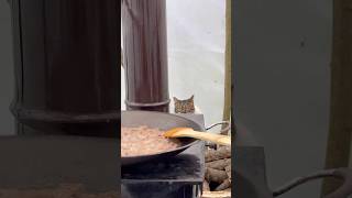 Boncuk Kavurmayı Bekliyor