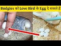 Love bird  egg budgies     how to foster egg love bird