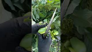 Enginar Nasıl Soyulur? #garden #farming