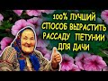 Букетно-гнездовой способ выращивания рассады петунии. Самый легкий способ вырастить рассаду петунии!