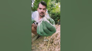 How To Save Radish Seeds The Easy Way!