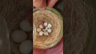 Gouldian Finch Egg Artificial Incubation 20240327 by Nissan Tseng 558 views 1 month ago 2 minutes, 29 seconds