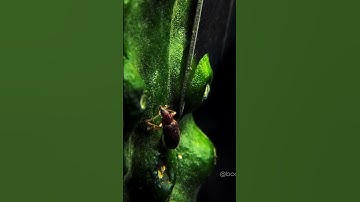 Macro ASMR Delights: Experiments So Close You Can Hear Them