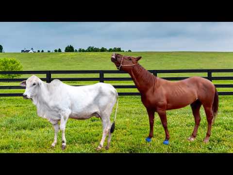 ماذا يحدث حق ا عندما يتزاوج حصان وبقرة اكتشف الآن 