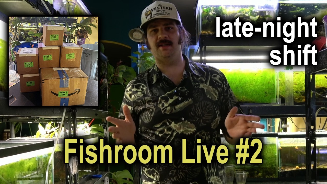 Packing Live Fishroom Orders