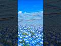 Nemophila Field Ambience 🌿 Bright Piano for Study & Focus