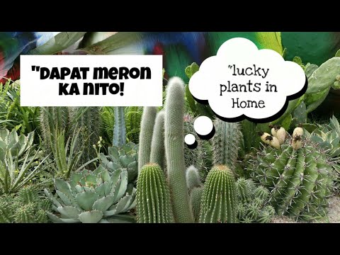 Video: Mga Taniman Ng Bahay. Cacti - Lumalaki At Nagmamalasakit