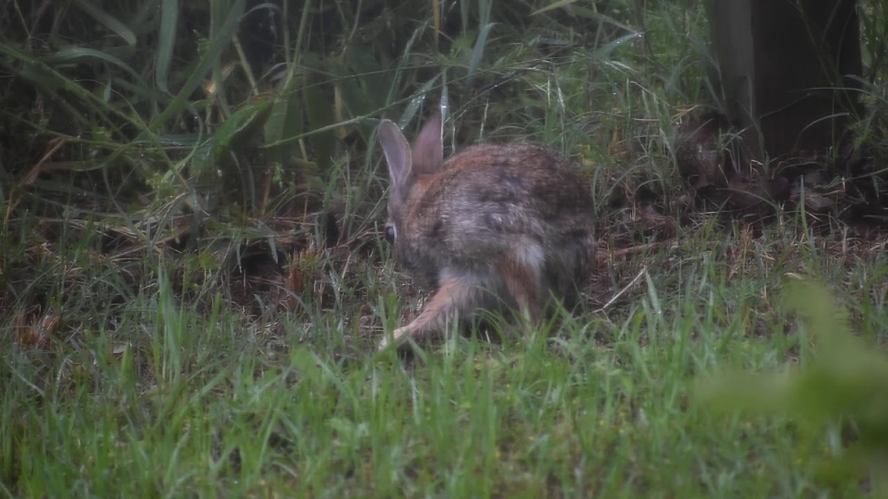 vid #6 wild rabbits Picture House Photography - YouTube