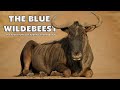 The Blue Wildebeest / Gnu - Everything you need to know about Wildebeest  - Documentary