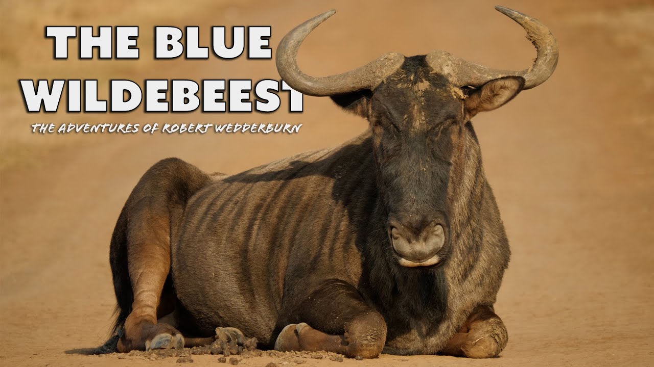 Are Wildebeest Good To Eat?