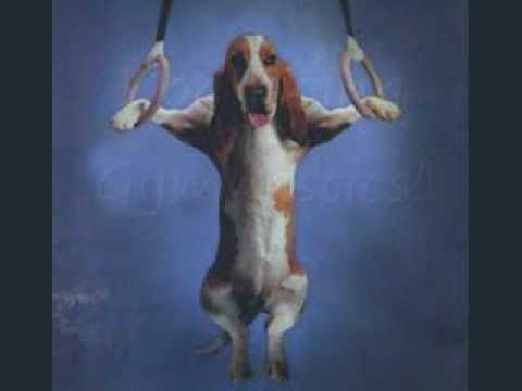 Pictures Cats That Don T Like Dogs With Dogs Pictures Cats That Don T Like Dogs With Dogs