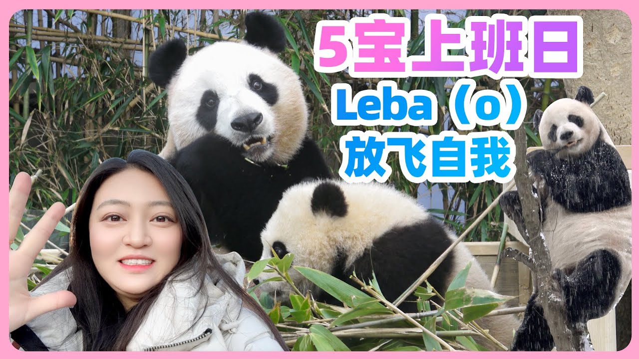 福寶 愛寶 樂寶 睿寶 輝寶 大熊貓5寶一起亮相 好幸福💗 雪中樂寶和宋寶 #福寶 #에버랜드 #판다월드 #愛寶樂園 #愛寶 #푸바오 #大熊猫 #韩国旅游 #睿寶#輝寶#루이바오 #후이바오