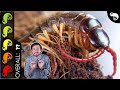 Giant Centipede, The Best Pet Invertebrate?
