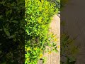 Chiều Cuối Tuần #nhactrutinh #canhdepthiennhien #shorts #new #viral #nature