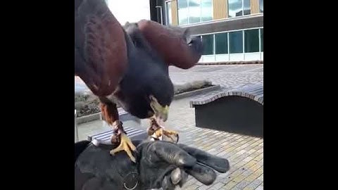 Falconry pest control by pest clear uk ltd