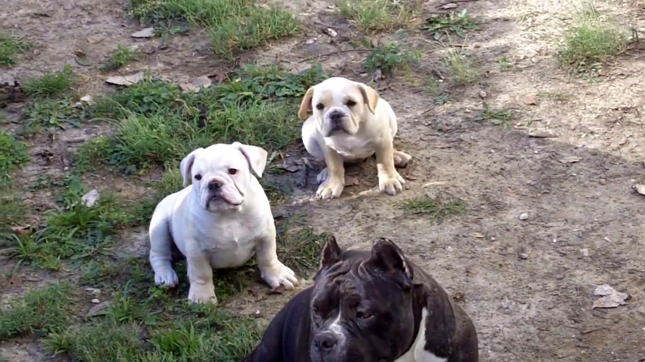 blue river shorty bulls