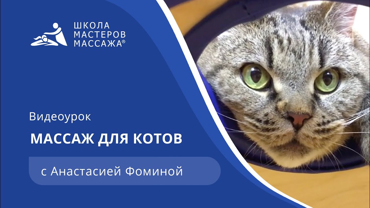 Массаж для котов | Школа Мастеров Массажа - YouTube