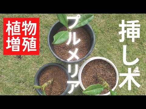 プルメリアの枝分け挿し木 素人でも簡単でした Youtube