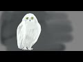 white owl