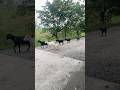 Assam Goat Farm | Assam Hill Goat পালন | অসমৰ ছাগলী পালন 🐐🌿 2026