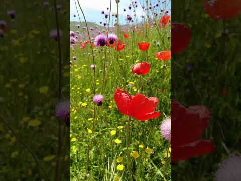 دشت شقایق کرمون جاده اسالم خلخال گیلان شقایق طبیعت زیبایی کوه جنگل