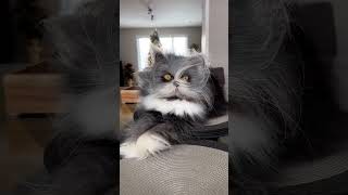 Cutest cat of 2023 😍#cats #viral #vlogs #trending by luckyainncats 41 views 1 year ago 1 minute, 3 seconds