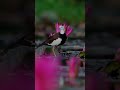 Baby Jacana birds #birds #nature #wildlife #shorts #shortvideo