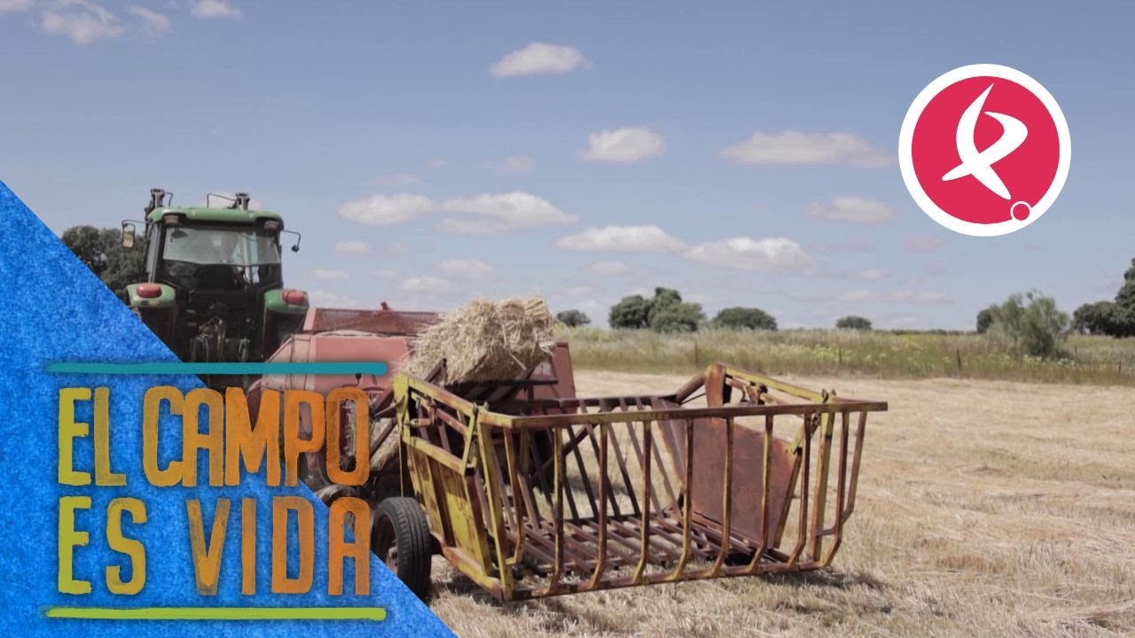 Los Mellis empacan todo el heno segado | El campo es vida
