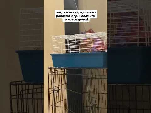 Когда мама вернулась из роддома и принесла что - то новое домой:#юмор2022 #смешныеживотные