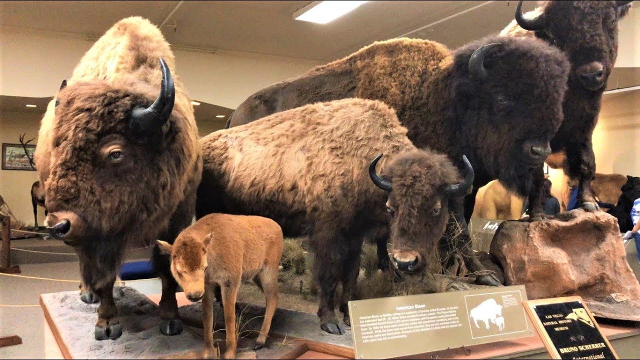 Las Vegas, Natural History Museum