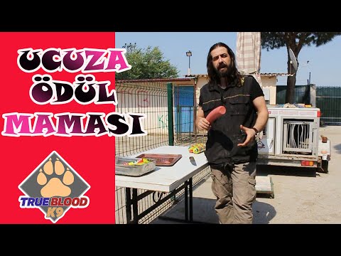 Video: Köpek Eğitiminde Ödül Olarak 