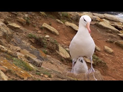 Video: Wo lebt der Albatros?