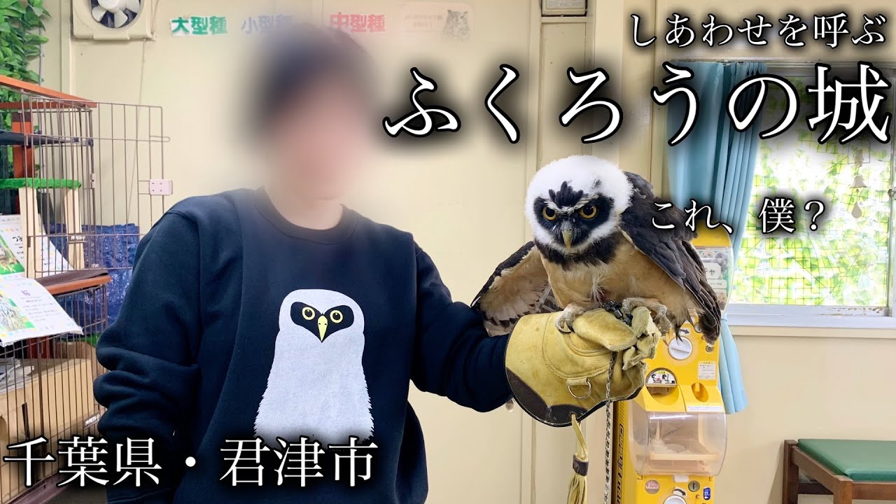 フクロウカフェ紹介］しあわせを呼ぶふくろうの城（千葉県・君津市