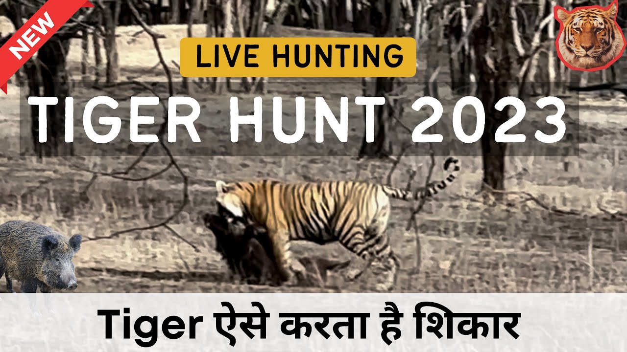 Tiger killed Wild Boar Latest Tiger Hunt in Ranthambore National Park