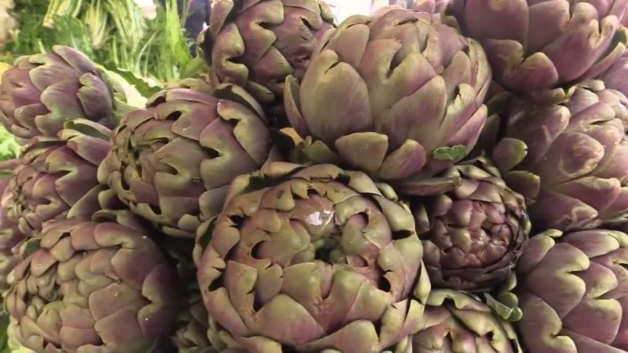 Ladispoli-Cerveteri, quest'anno è iniziata in anticipo la raccolta dei carciofi