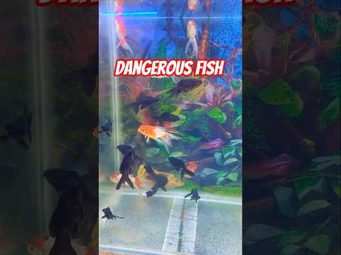 Dangerous fish☠️❌️🐡#dangerous #fish #short #dangerousfish #ikanhiaskoki #fishvideo #viral #yt #fyp