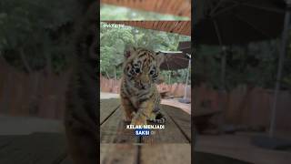 🐅 Harimau Hidup di Hutan yang Tentram #faktaunik #hewan