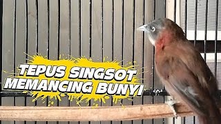 Download Lagu PANCINGAN DAN MASTERAN ‼️TEPUS KEPALA ABU NGEBREN SINGSOT NYIUL  MP3