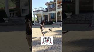 Philmart Puppy development center (Ppdc).. Best of the best 👍💯#Kisumusfinest